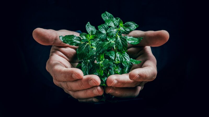 Plante verte dans les mains d'une personne